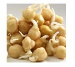 Seeds germinate - Chickpea